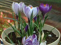 �N���b�J�X(Crocus)