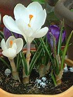 �N���b�J�X(Crocus)