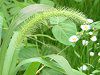 �A�L�m�G�m�R���O�T�i�H�̌����두�j