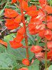 �T���r�A�E�X�v�����f���X(Salvia splendens)