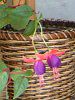�t�N�V�A(Fuchsia)