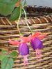 �t�N�V�A(Fuchsia)