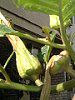 �_�c��(Datura)