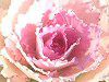 �n�{�^��(�t���O)