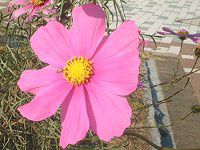 �R�X���X(Cosmos)
