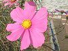�R�X���X(Cosmos)