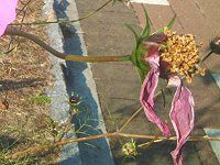 �R�X���X(Cosmos)