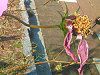 �R�X���X(Cosmos)