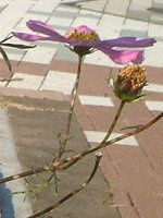 �R�X���X(Cosmos)