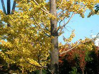 �C�`���E �i�������j
