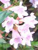 �A�x���A�E�G�h���[�h�S�[�`���[