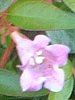 �A�x���A�E�G�h���[�h�S�[�`���[(Abelia 'Edward Goucher')