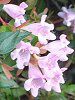 �A�x���A�E�G�h���[�h�E�S�[�`���[�iAbelia 'Edward Goucher'�j