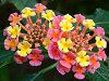 �����^�i(Lantana)
