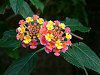 �����^�i(Lantana)