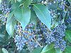 �g�E�l�Y�~���`�i���l�v�j