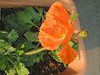 �A�C�X�����h�|�s�[(Iceland Poppy)