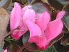�V�N������(Cyclamen)�j