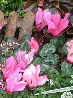 �V�N������(Cyclamen)�j