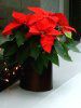 �|�C���Z�`�A(Poinsettia)