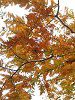 ���^�Z�R�C�A(Metasequoia)