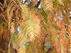 ���^�Z�R�C�A(Metasequoia)