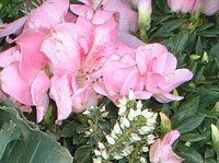 �A�U���A�iAzalea�j