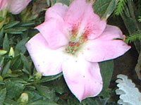 �A�U���A�iAzalea�j