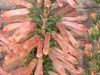 �G���J '�N���X�}�X�p���[�h'(Erica 'Christmas palade'