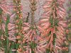 �G���J '�N���X�}�X�p���[�h'(Erica 'Christmas palade'