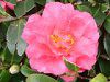 サザンカ (山茶花)