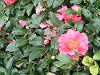 サザンカ (山茶花)