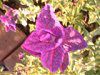 �y�C���e�b�h�Z�[�W(Painted Sage)