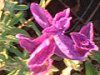 �y�C���e�b�h�Z�[�W(Painted Sage)
