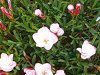 �I�L�U���X�E�o�[�V�J���[(Oxalis versicolor)