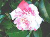 �c�o�L(��)