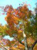 ���~�W(�g�t)