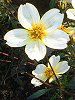 �E�B���^�[�R�X���X(Winter cosmos)