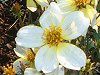 �E�B���^�[�R�X���X(Winter cosmos)