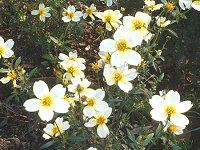 �E�B���^�[�R�X���X(Winter cosmos)