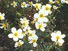 �E�B���^�[�R�X���X(Winter cosmos)