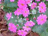 �v������(Primula)