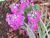 �v������(Primula)