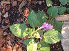 �J���~���T�E�O�����f�B�t���[��