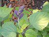 �T���r�A�E�u���b�N�i�C�g(Salvia 'Black knight')