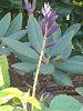 �T���r�A�E�u���b�N�i�C�g(Salvia 'Black knight')