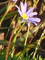 �u���[�f�[�W�[(Blue daisy)