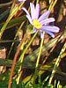�u���[�f�[�W�[(Blue daisy)
