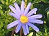 �u���[�f�[�W�[(Blue daisy)