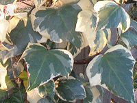 �A�C�r�[(Ivy)